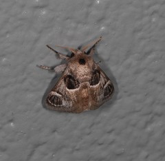 Pygmaeomorpha ocularis