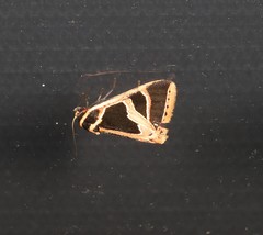 Xenogenes gloriosa