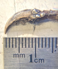 Dendragapus fuliginosus