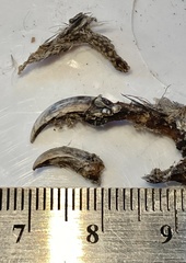 Dendragapus fuliginosus