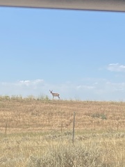 Antilocapra americana