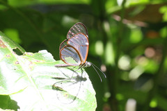 Pteronymia simplex