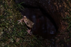 Variegated Treefrog photo 2
