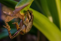 Hyla euphorbiacea