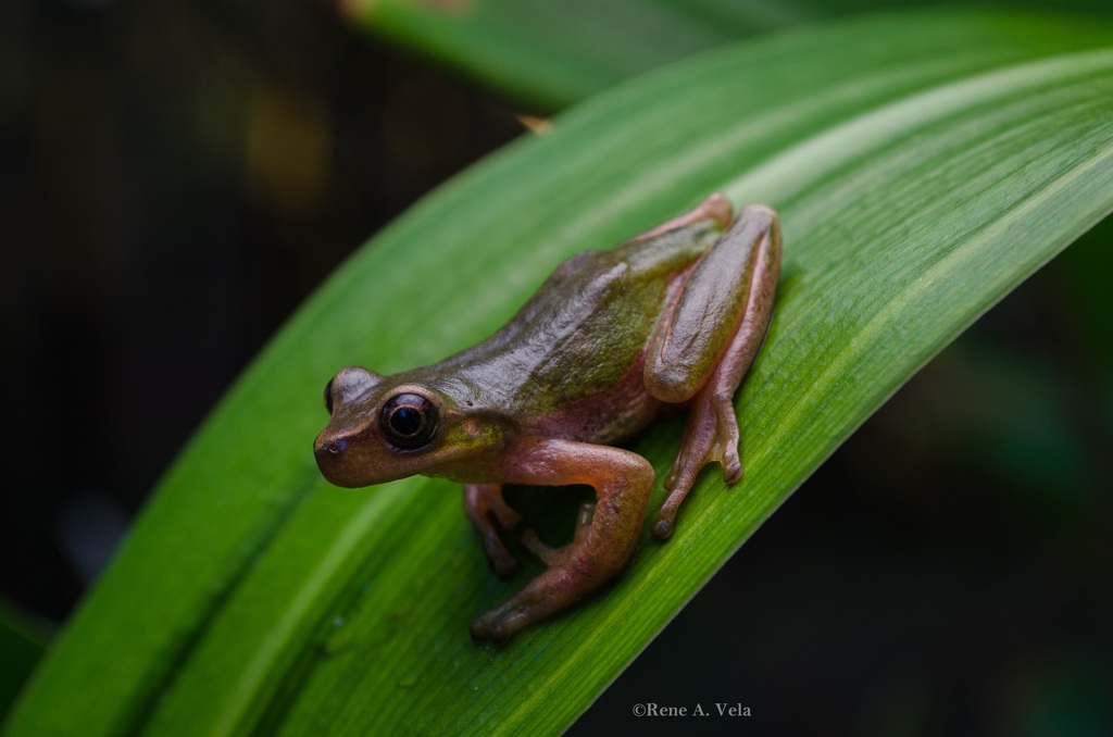 Lesser Bromeliad Treefrog