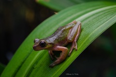 Lesser Bromeliad Treefrog photo 1