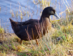Anas platyrhynchos domesticus