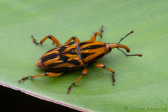 Metamasius hemipterus