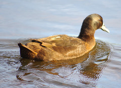 Anas platyrhynchos domesticus