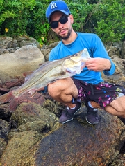 Centropomus parallelus