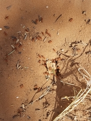 Pogonomyrmex maricopa