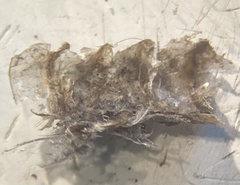 Dendragapus fuliginosus