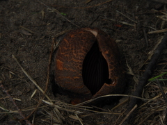 Prosopanche americana