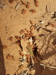 Pogonomyrmex maricopa