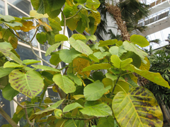 Ficus umbellata