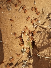 Pogonomyrmex maricopa
