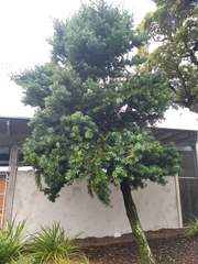 Podocarpus