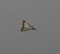 Autocharis hedyphaes