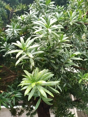 Podocarpus