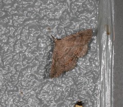 Heterormista modesta