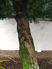 Podocarpus