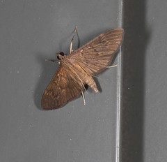 Hymenoptychis sordida