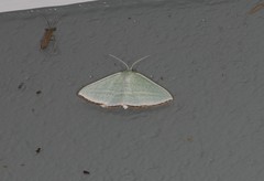 Oenochroma infantilis