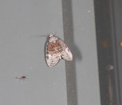 Lophothripa vitea