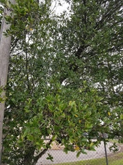 Prunus caroliniana
