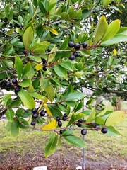 Prunus caroliniana