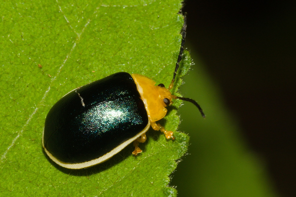 Paranaita bilimbata