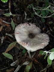 Agaricus