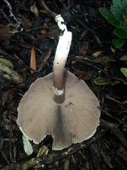 Agaricus