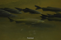 Colossoma macropomum