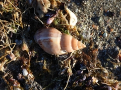 Buccinanops cochlidium