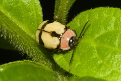 Alagoasa scissa