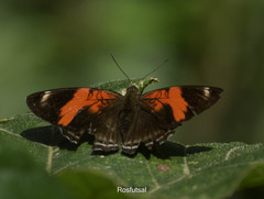 Adelpha lycorias