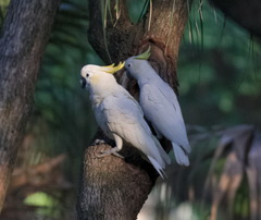 Cacatua sulphurea