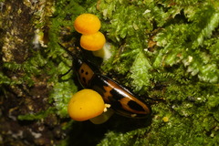 Pselaphacus puncticollis