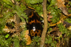 Pselaphacus puncticollis