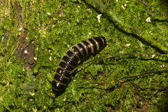 Pselaphacus puncticollis