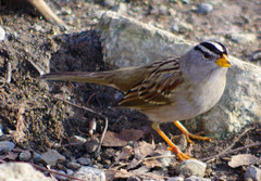Zonotrichia leucophrys