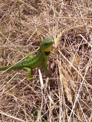 Stenocercus trachycephalus