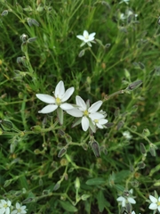 Spergularia pazensis