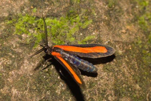 Tipulodes ima