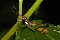 Pseudoscopas nigrigena