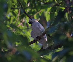 Cacatua sulphurea