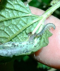 Choreutis nemorana