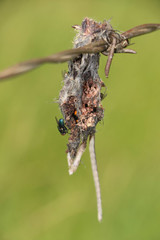 Microtus ochrogaster