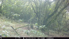 Cercopithecus mitis erythrarchus